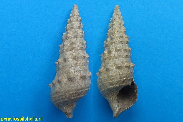 Batillaria calcitrapoides