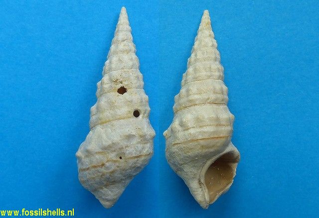 Batillaria calcitrapoides 