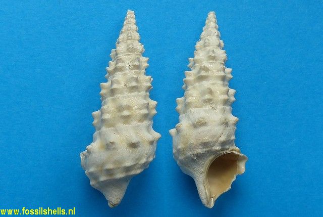 Batillaria echidnoides