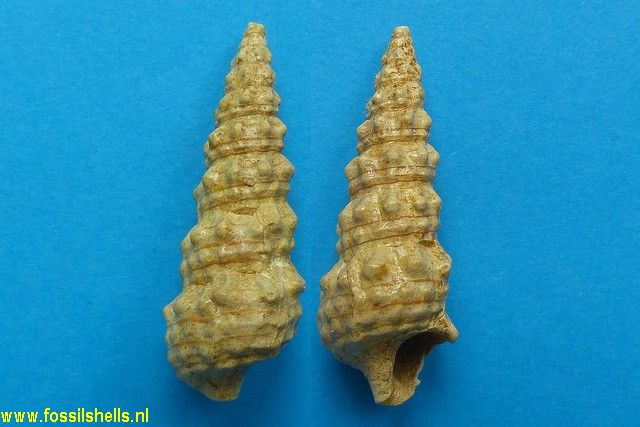 Batillaria calcitrapoides 