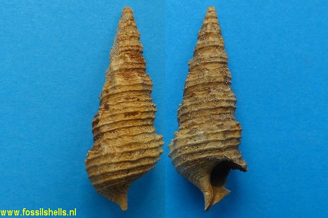 Batillaria turbinoides