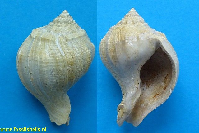 Strepsidura turgida