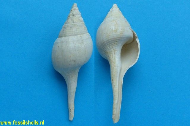 Clavilithes clavellatus