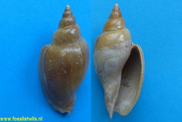 Cryptochorda stromboides