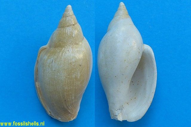 Cryptochorda stromboides