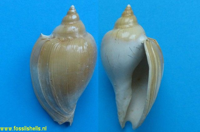 Cryptochorda stromboides