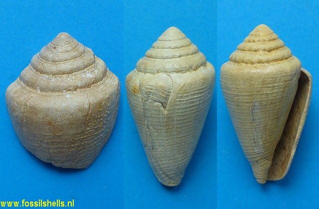 Conus decussatus