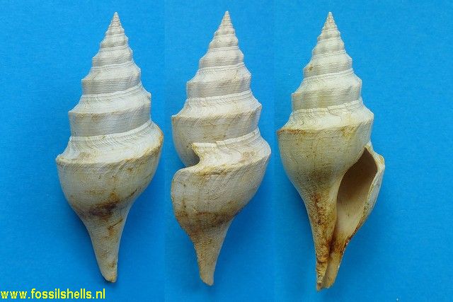 Turricula dentata