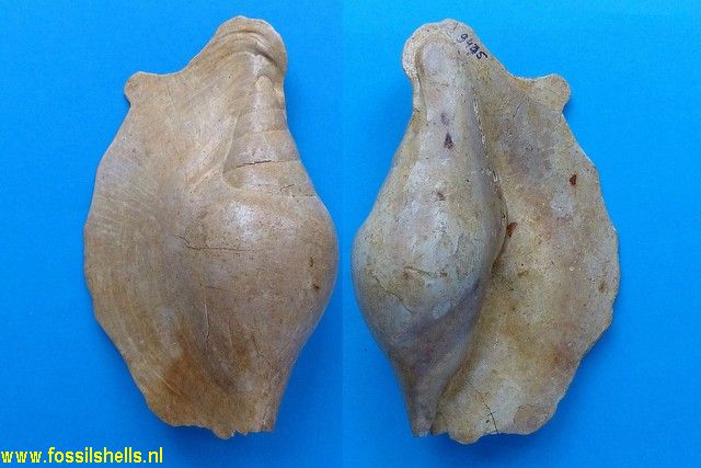 Tibia dewalquei