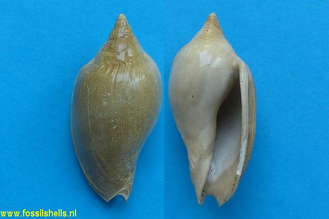 Cryptochorda stromboides