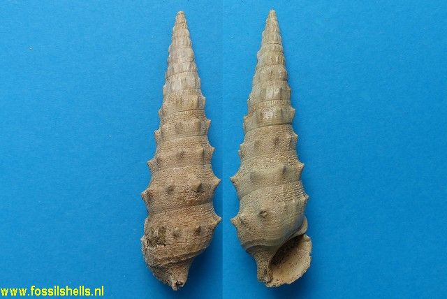 Melanatria pyreniformis