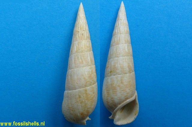 Rhinoclavis striata