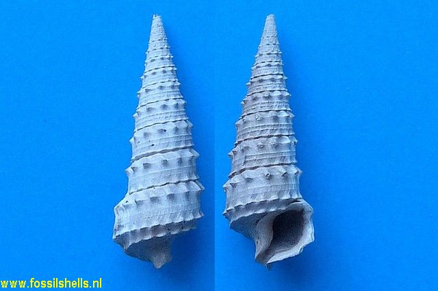 Serratocerithium cossmanni