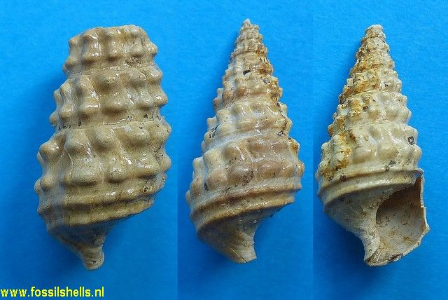 Batillaria fischeri 