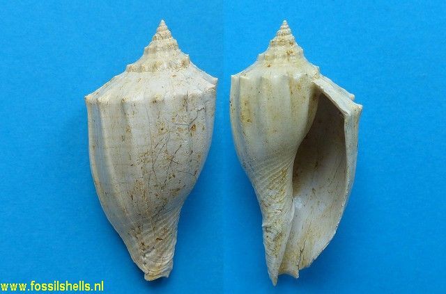 Athleta anbiguus