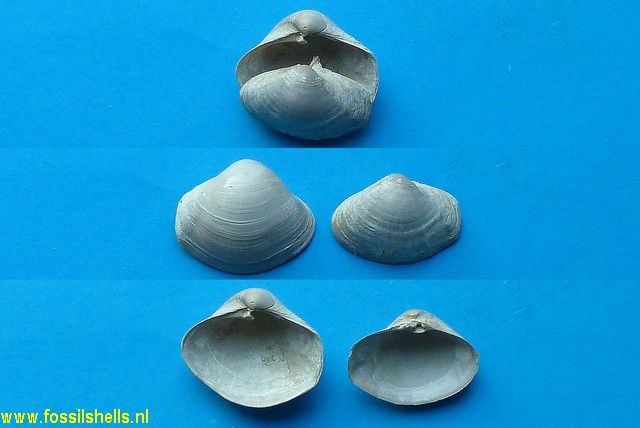 Bicorbula gallica