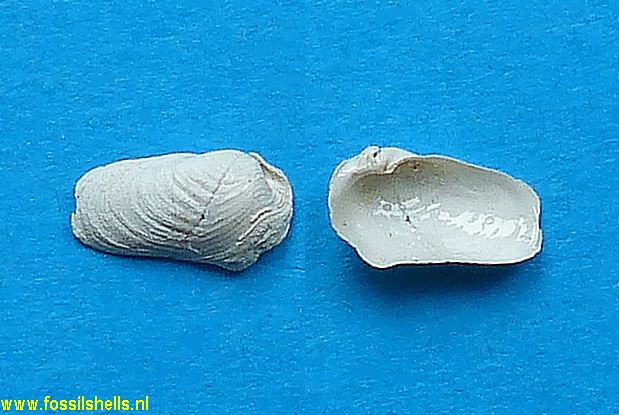 Martesia delecta