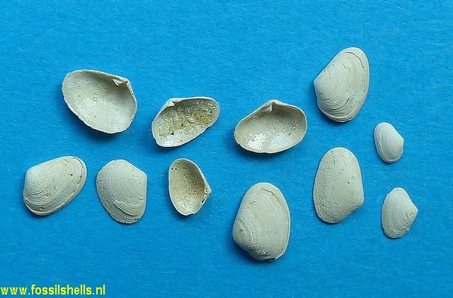Lentidium antiquum