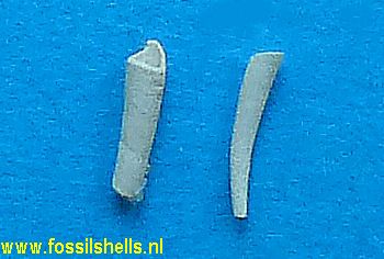 Compressidens infraeocaenicus 