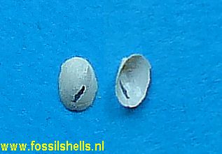 Acroloxus arenarius