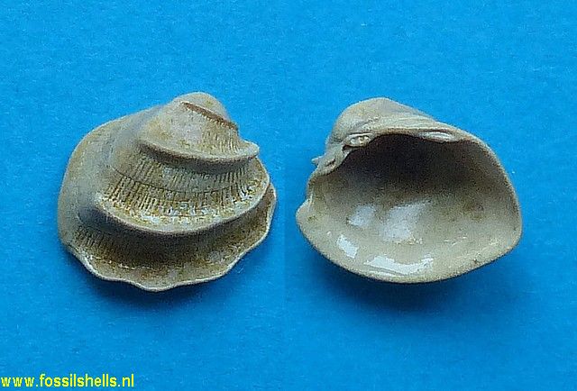 Petalocardia pectinifera