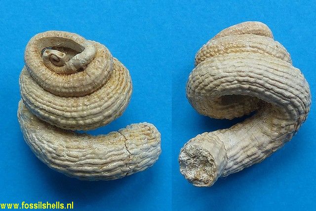 Serpulorbis laxatus