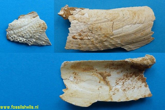 Cyrtopleura orbignyana
