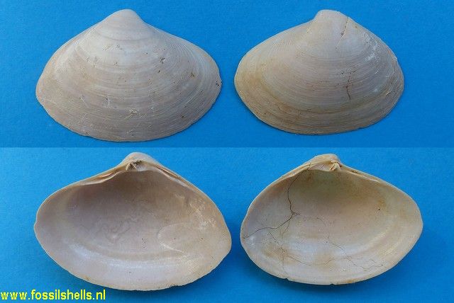 Spisula semisulcata