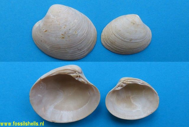 Pitar parisiensis