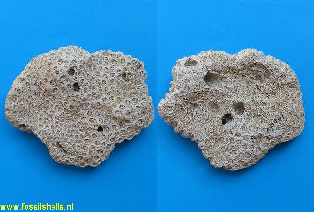 Heliastraea pelouatensis