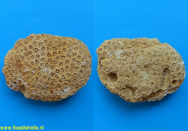 Heliastraea pelouatensis