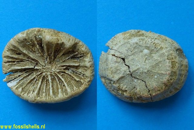 Syzygophyllia elongata