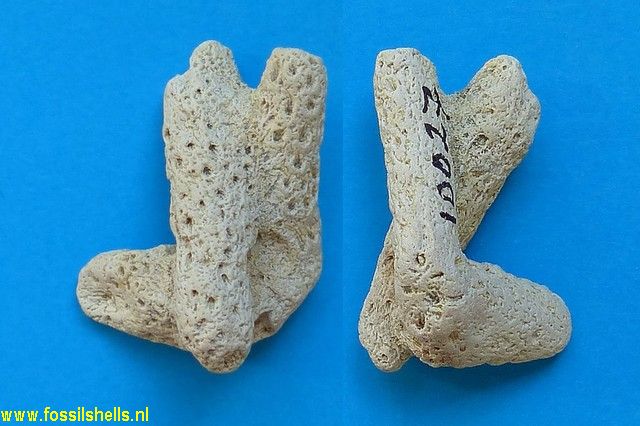 Stylopora raristella