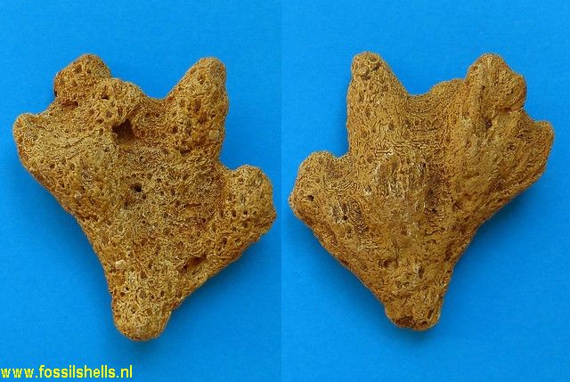 Stylopora raristella