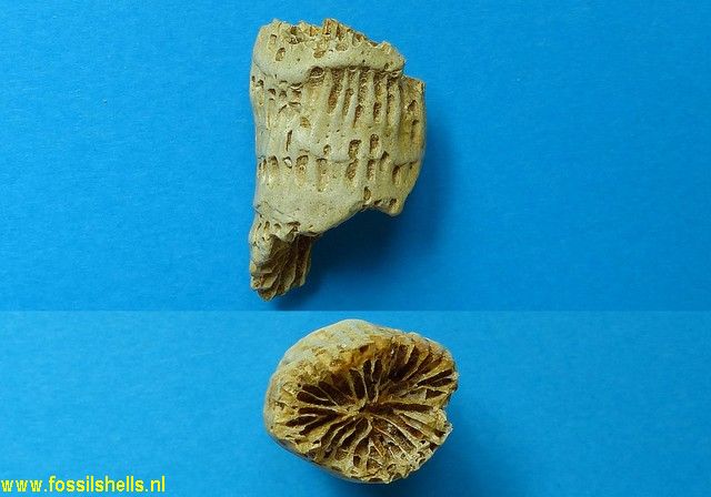 Syzygophyllia elongata