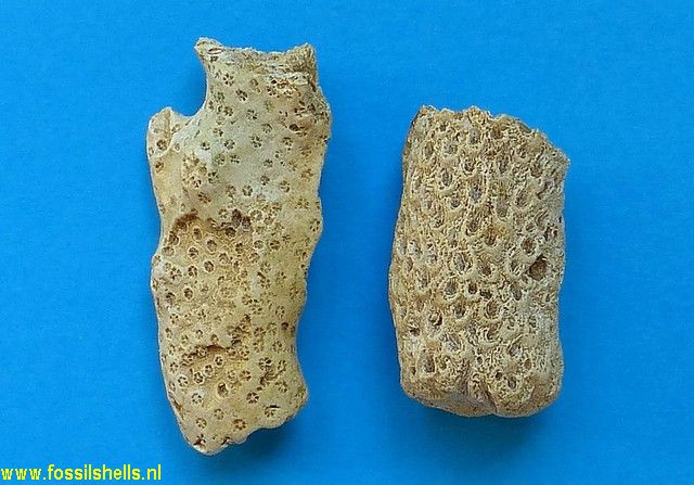 Stylopora raristella