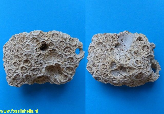 Montastrea pelouatensis