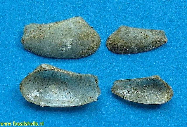 Cuneocorbula angulata