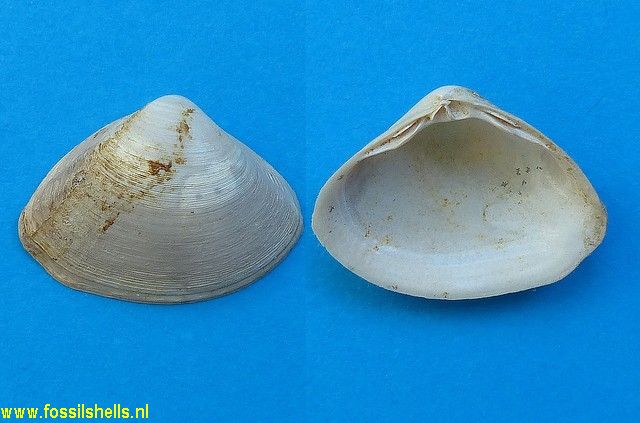 Spisula loustauae