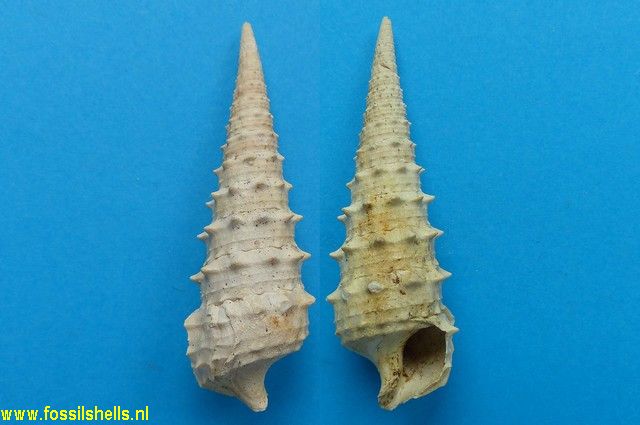 Serratocerithium serratum