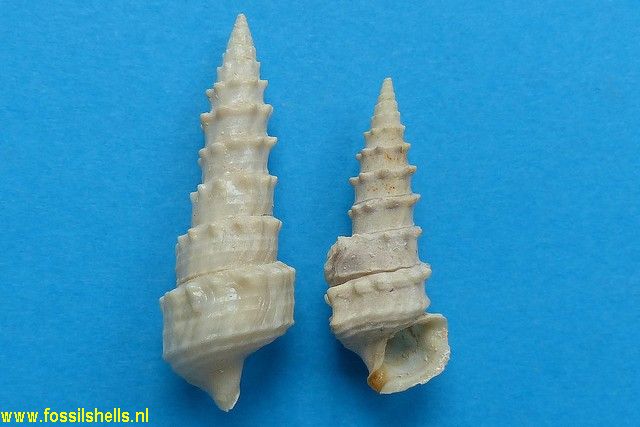 Terebralia mitra