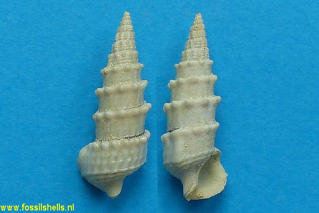 Terebralia thiara