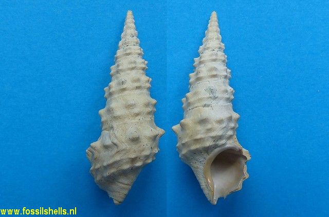 Batillaria echidnoides
