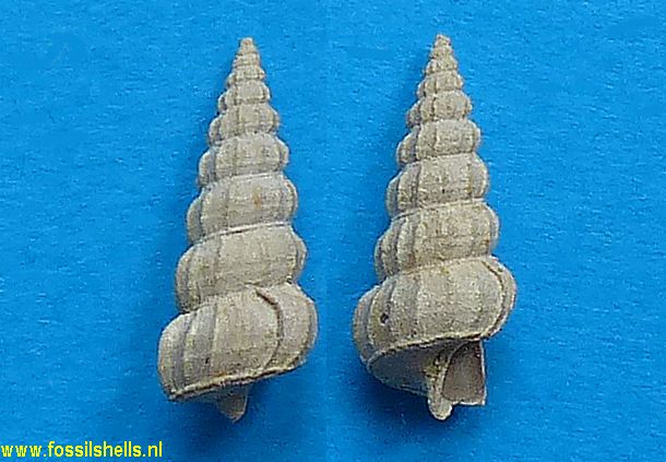 Canaliscala heteromorpha