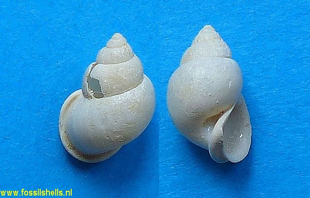 Staliola desmarestii