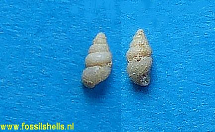 Stenothyra globulus mediana 