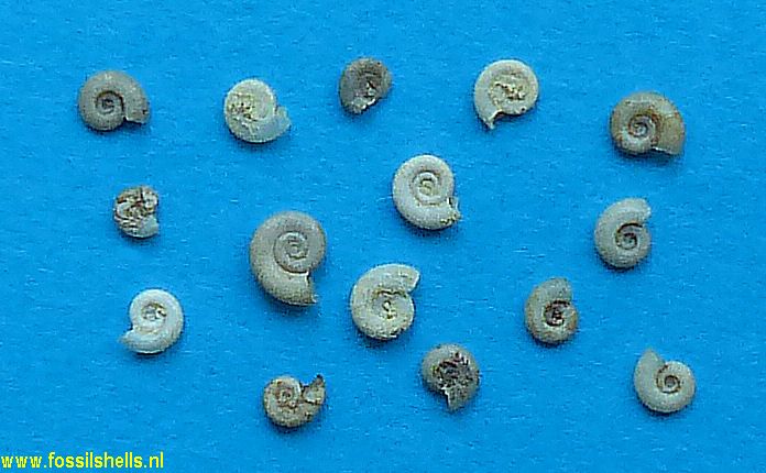 Menetus pygmaeus