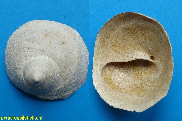 Calyptraea aperta