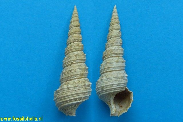 Batillaria bouei sowerbyi