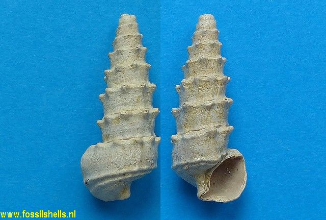 Terebralia mitra